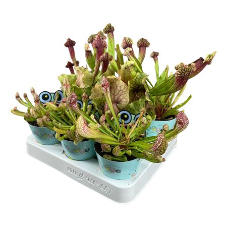 Sarracenia Mix In Flybye Potcover