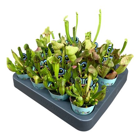 Sarracenia Mix In Flybye Potcover