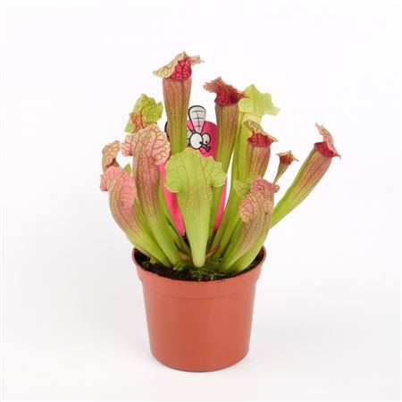 Sarracenia Monta