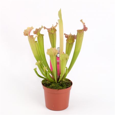 Sarracenia Monta