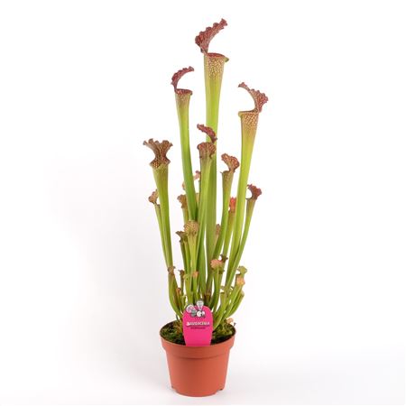 Sarracenia Farnhamii