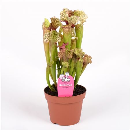 Sarracenia Judith