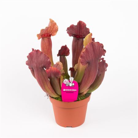 Sarracenia Maroon