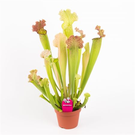 Sarracenia Velvet