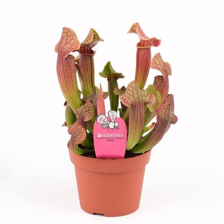 Sarracenia Tess