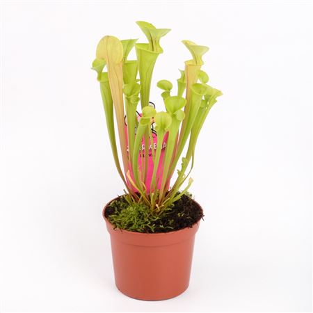 Sarracenia Flava