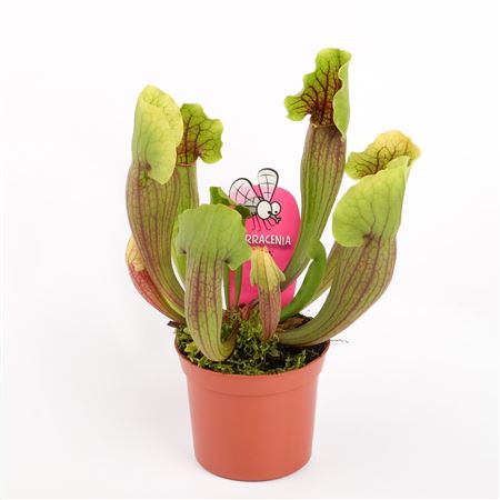 Sarracenia Vogel