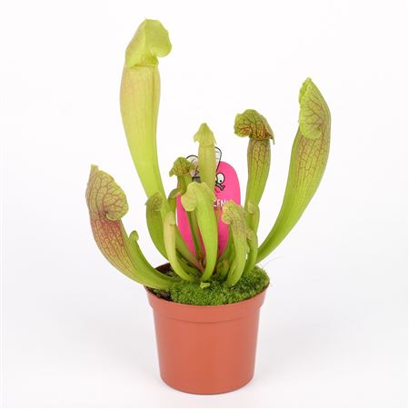 Sarracenia Barba