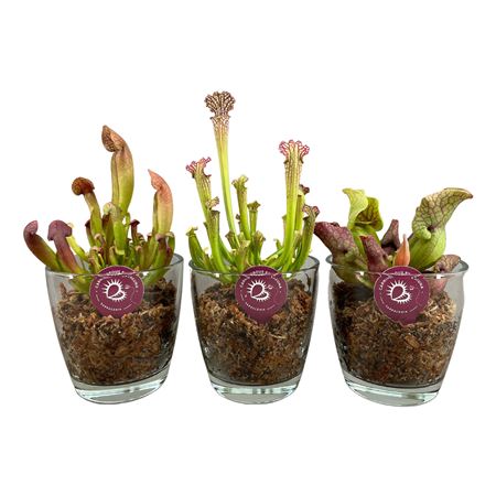 Sarracenia Mix In Konisch Glas Met Mos