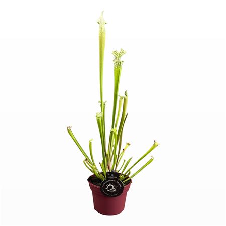 Sarracenia Leucophylla
