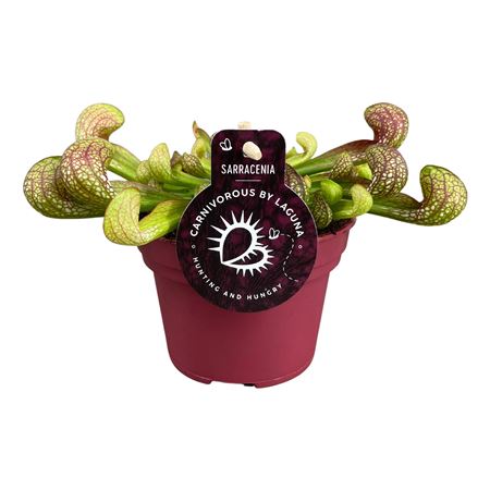 Sarracenia Psittacina
