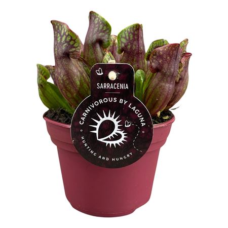 Sarracenia Purpurea