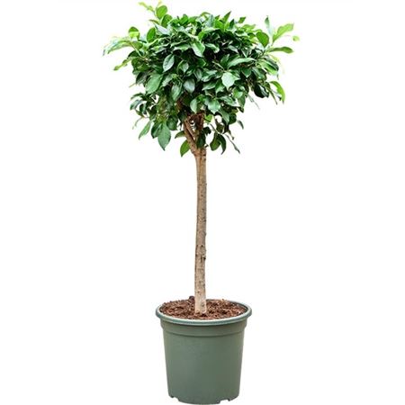 Ficus Nitida On Stem