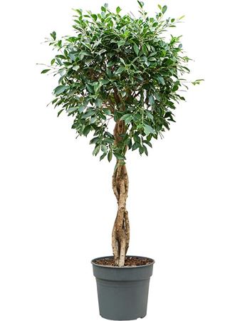 Ficus Nitida Twisted Stem