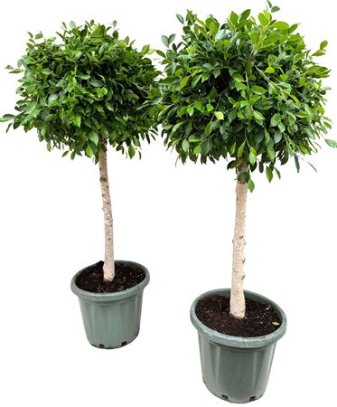 Ficus Nitida On Stem