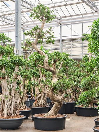 Ficus Microcarpa Compacta