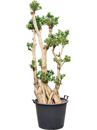 Ficus Microcarpa Compacta