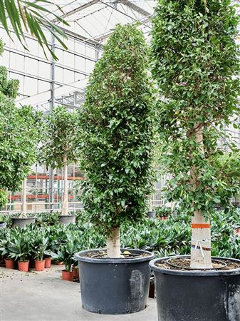 Ficus Microcarpa Nitida