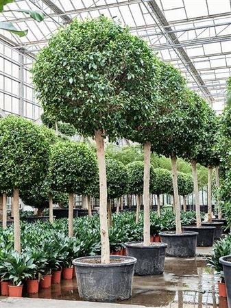 Ficus Microcarpa Nitida