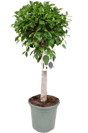 Ficus Nitida On Stem