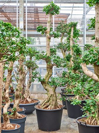 Ficus Microcarpa Compacta