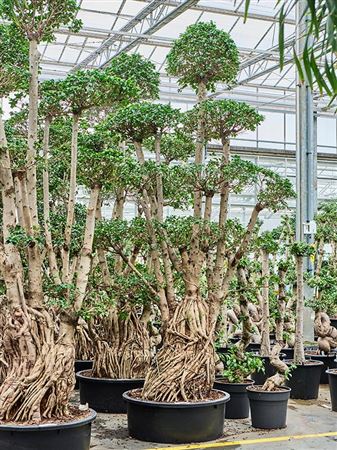 Ficus Microcarpa Compacta