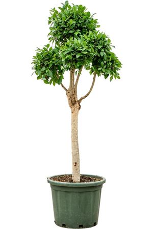 Ficus Microcarpa Nitida
