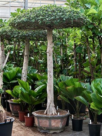 Ficus Microcarpa Compacta