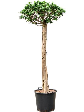 Ficus Nitida Twisted Stem