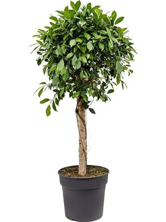 Ficus Nitida On Stem
