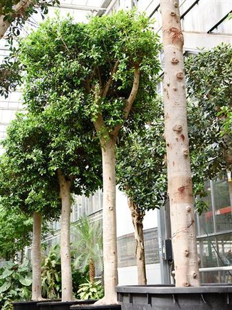 Ficus Microcarpa Nitida