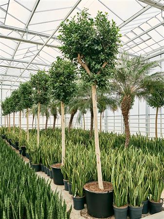 Ficus Microcarpa Nitida