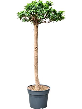 Ficus Microcarpa Compacta