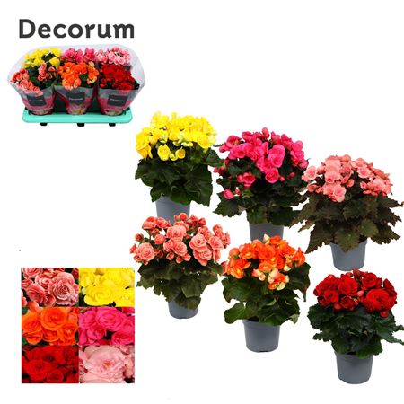 Begonia Mix (decorum)