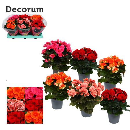 Begonia Mix (decorum)