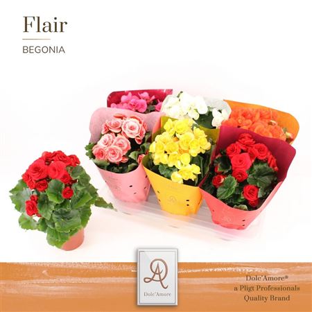 Begonia Mix Dolc'amore® Flair Metallic