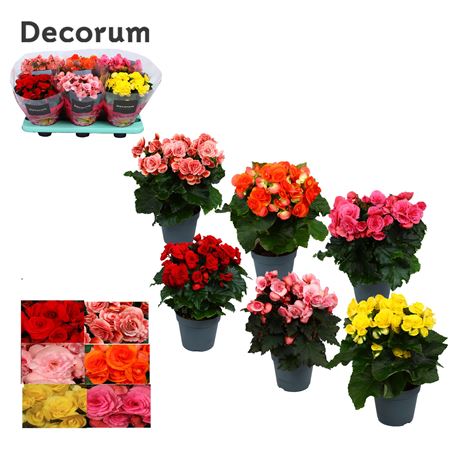Begonia Mix (decorum)