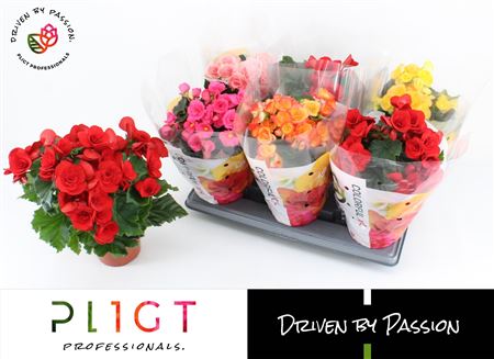 Бегония Микс Xxl