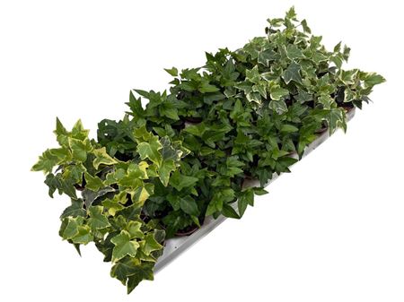 Hedera Mix