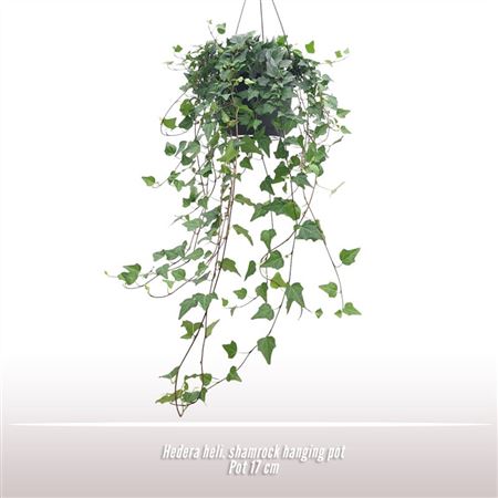 Hedera Heli. Shamrock Hang