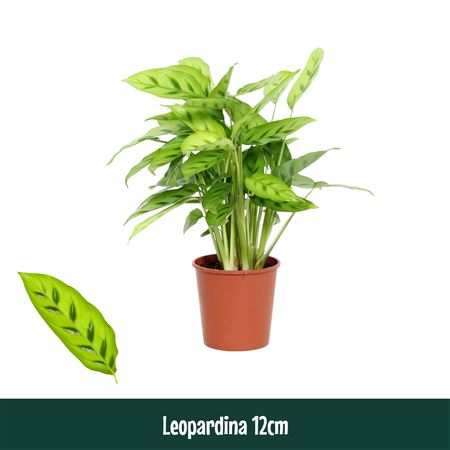 Calathea  Leopardina