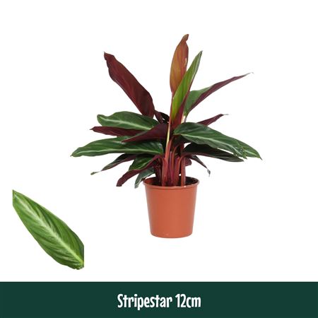 Calathea Stripestar