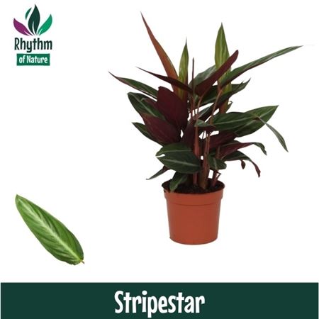 Calathea Stripestar Rhythm Of Nature