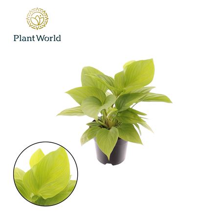 Homalomena Lemon Lime