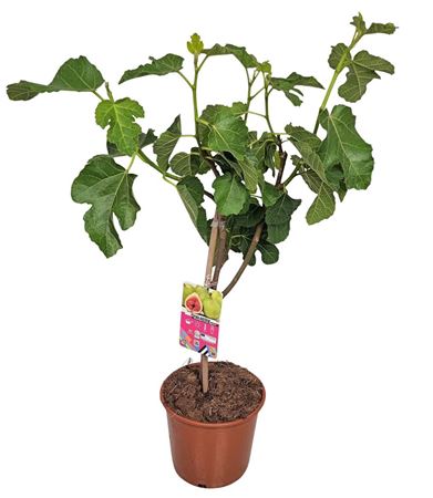 Ficus Carica On Stem Green Fruits
