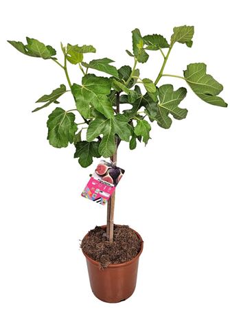 Ficus Carica Stem Black Fruits