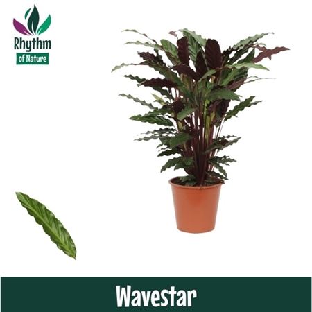 Calathea Wavestar Rhythm Of Nature