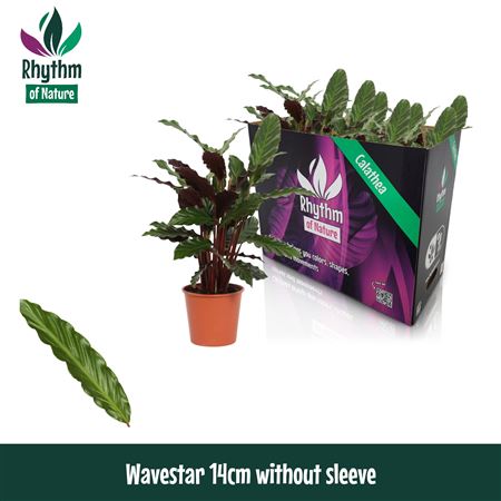 Calathea Wavestar Rhythm Of Nature No Sleeve