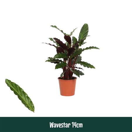 Calathea Wavestar (rufibarba)