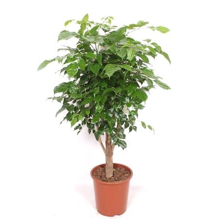 Radermachera Hainanensis